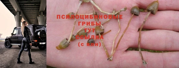 PSILOCYBIN Медногорск